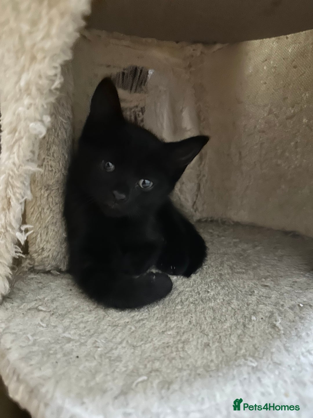 British Shorthair cats for sale: 💕✨ 4 Kittens ready for a new home 💕✨ kitten - Image 12
