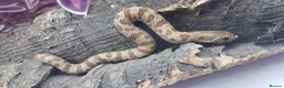 Snake reptiles for sale: Baby Western Hognoses mixed sex and morphs £100ea - Advert 16