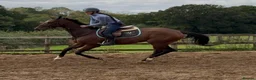 Irish Thoroughbred horses for sale: Smart , Straightforward, And Very Affordable  - Advert 5