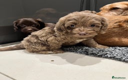 Cockapoo dogs for sale: 🩷READY TO LEAVE - Beautiful F1 Cockapoo pups  - Image 11