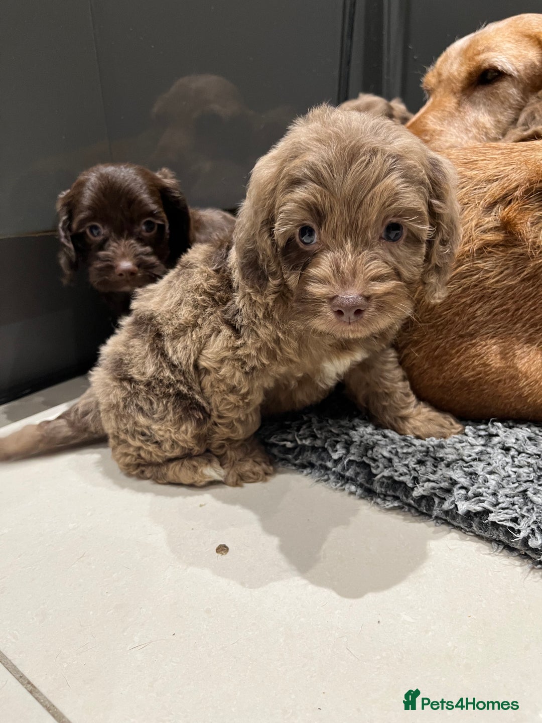 Cockapoo dogs for sale: 🩷READY TO LEAVE - Beautiful F1 Cockapoo pups  - Image 11