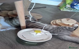 Bengal cats for sale: Kitten available new home  - Image 3