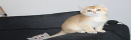 British Shorthair cats for sale: TICA pedigree pure breed golden kittens - Advert 17