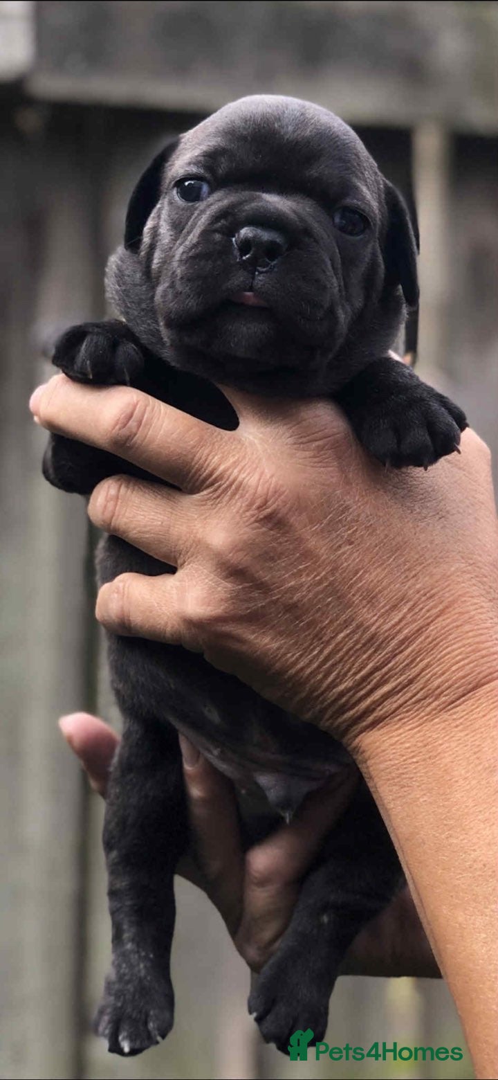 Mixed Breed dogs Two beautiful puppies left. - Advert 6