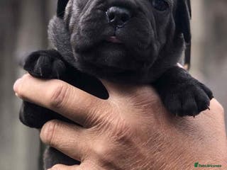 Mixed Breed dogs Two beautiful puppies left. - Advert 13