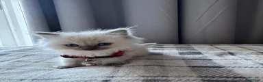 Ragdoll Kitten 1