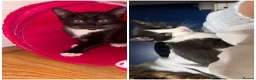 Mixed Breed cats for sale: Beautiful kittens  in Merthyr Tydfil - Advert 1