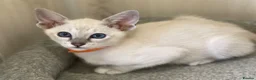 Siamese cats for sale: GCCF Registered Siamese Kittens  - Advert 18