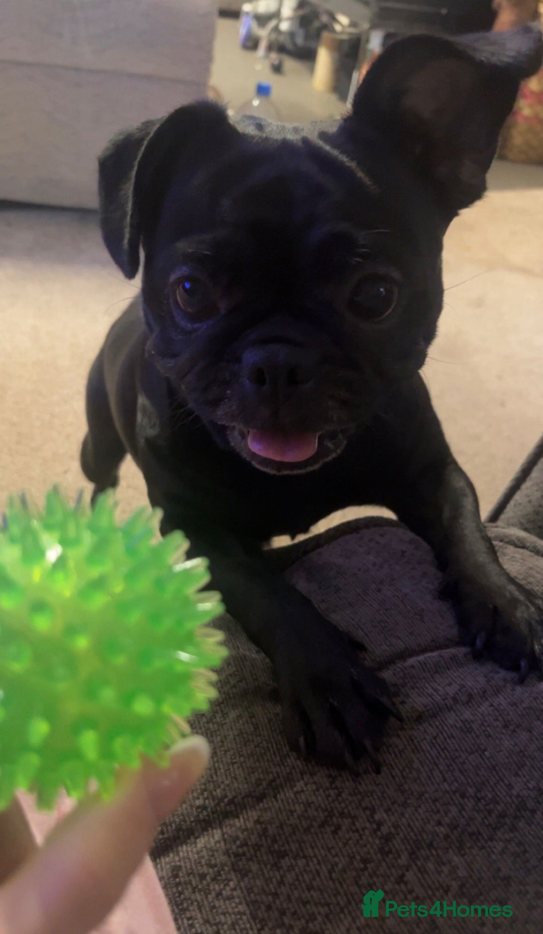 Mixed Breed dogs for sale: Pugapoo - Advert 5