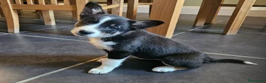 Border Collie 5