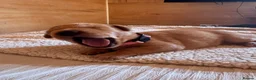 Labrador Retriever dogs for sale: Two beautiful fox red Labrador puppies  - Advert 5