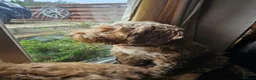 Cockapoo dogs for sale: Rehome 3 Yr old Cockapoo girl in Matlock - Advert 11