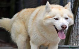Siberian Husky dogs for stud: Siberian husky Stud (Proven) in Bishop's Stortford - Image 5