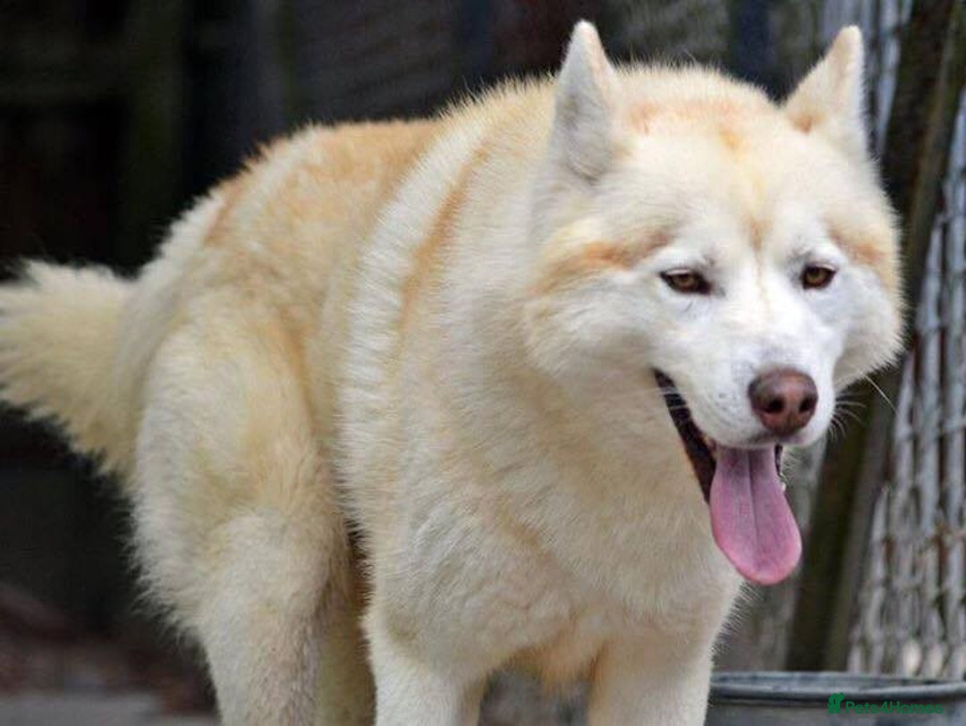 Siberian Husky dogs for stud: Siberian husky Stud (Proven) in Bishop's Stortford - Image 5