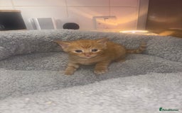 American Shorthair cats for sale: American short hair kittens  - Image 2