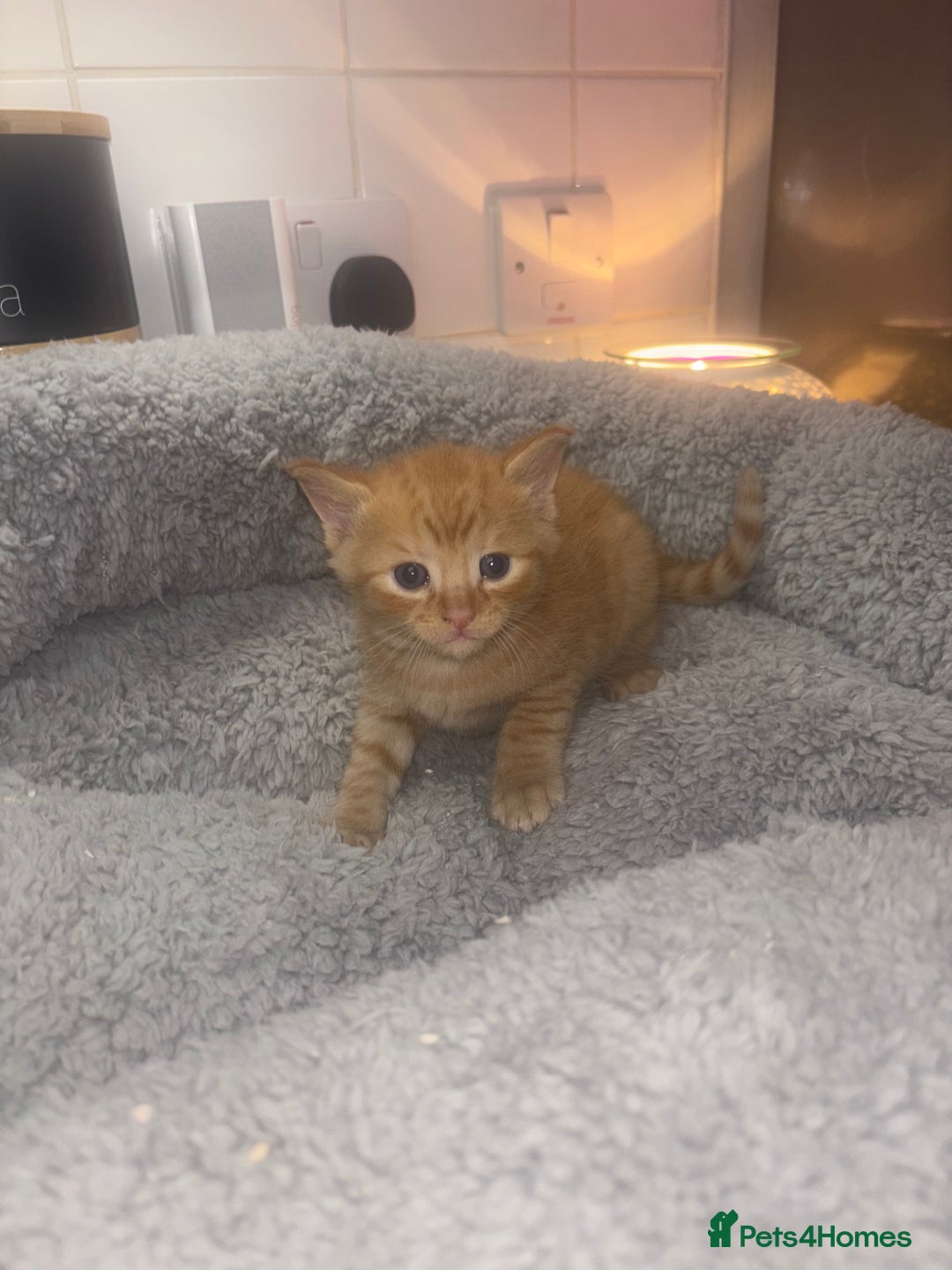 American Shorthair cats for sale: American short hair kittens  - Image 2