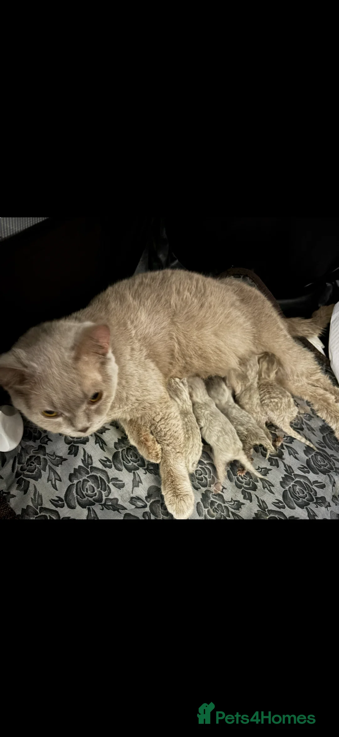 British Shorthair cats for sale: Stunning blue bicolour British short hair girl  in Birkenhead - Advert 2