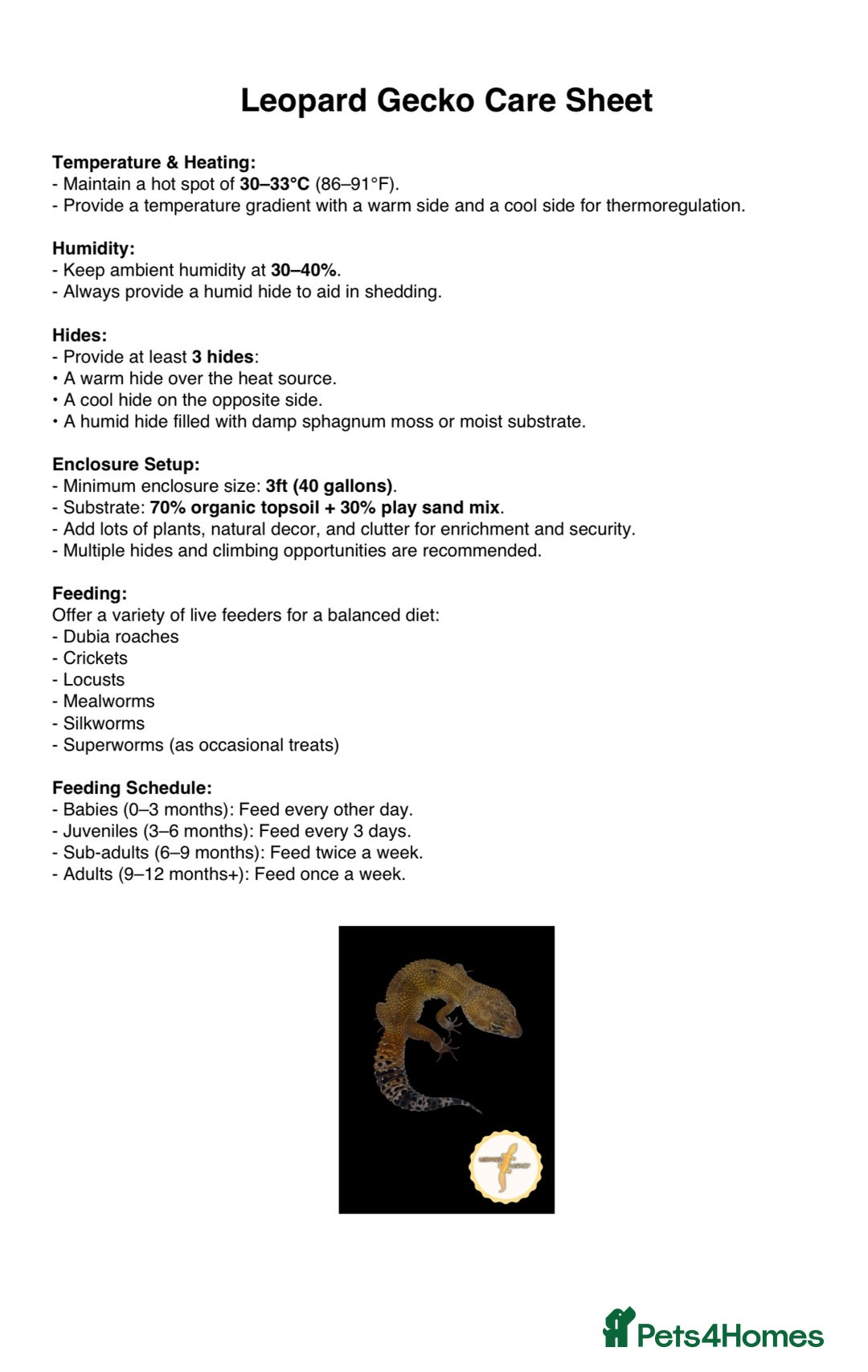 Leopard Gecko reptiles for sale: Multiple leopard gecko babies for quick sale!  - Advert 2