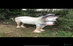 Irish Cob horses for sale: Piebald cob  - Image 1