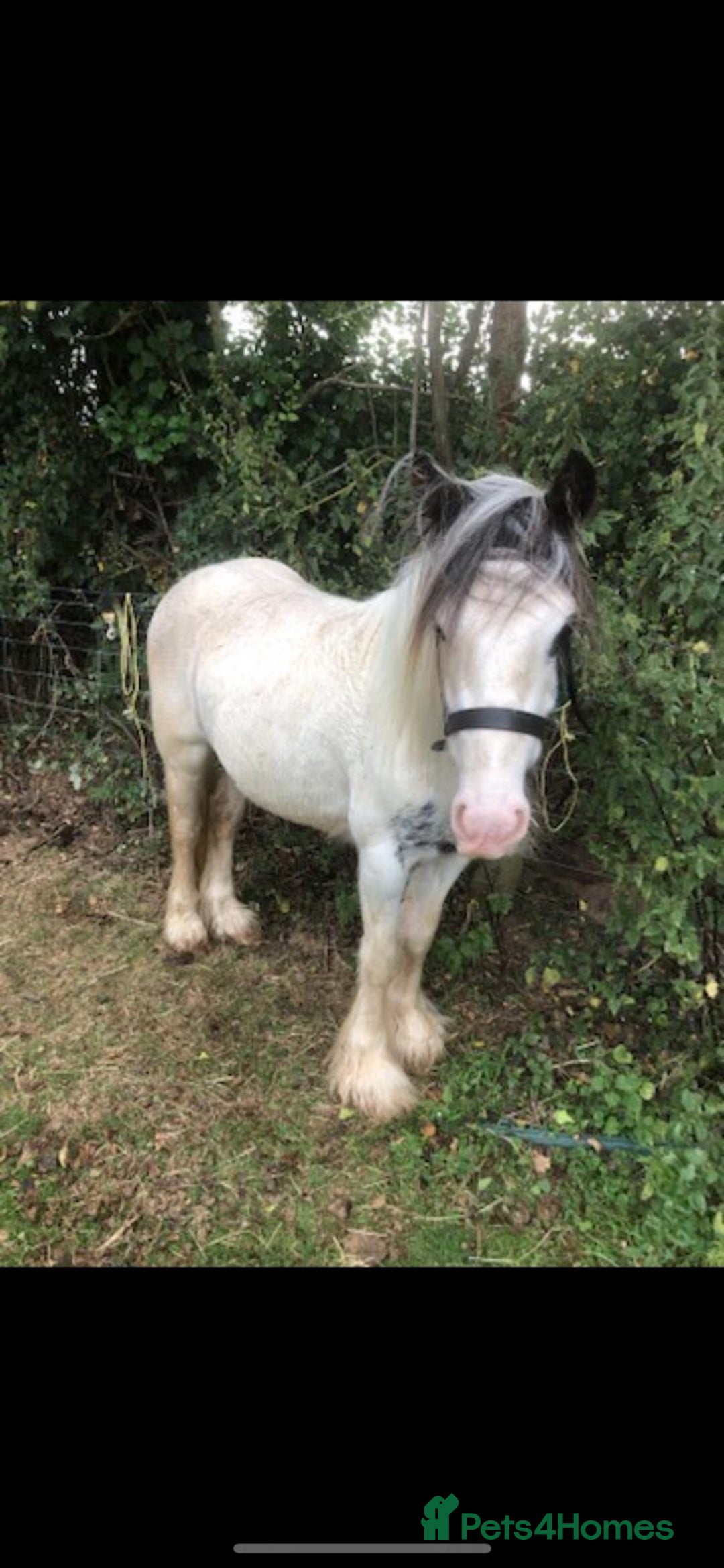 Irish Cob horses for sale: Piebald cob  - Image 1