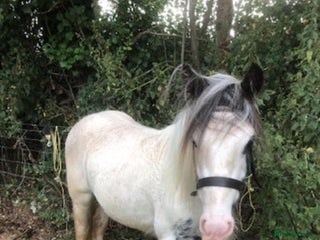 Irish Cob horses - Advert 5
