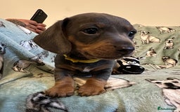 Dachshund dogs for sale: 2 beautiful little girl dachounds  - Image 4