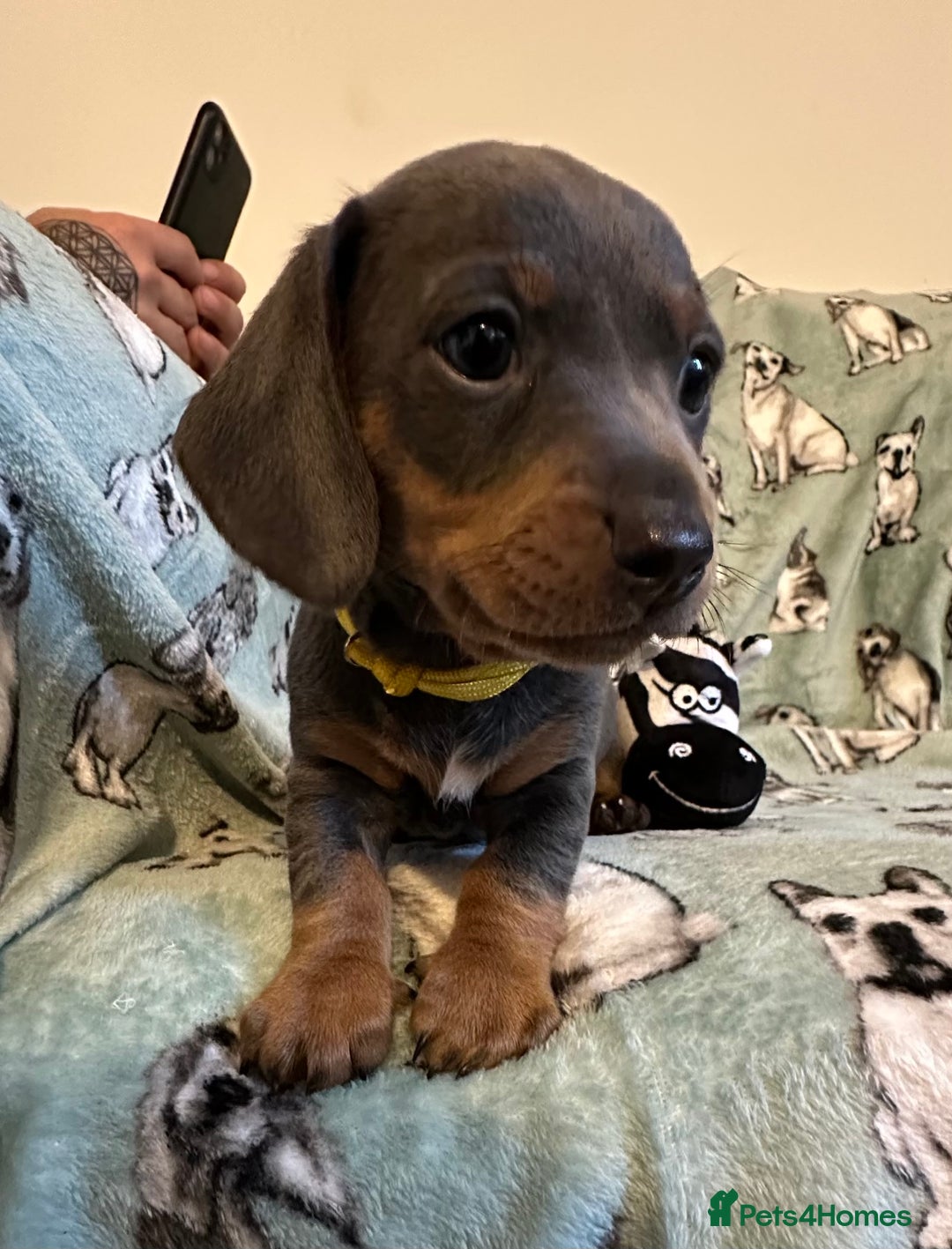 Dachshund dogs for sale: 2 beautiful little girl dachounds  - Image 4