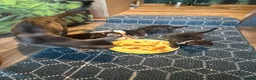 Bengal cats for sale: Rare Silver smoke Baby Bengals  in Stowmarket - Advert 18