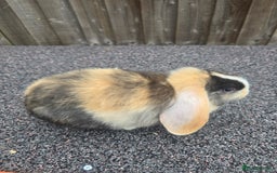 Mini Lop rabbits for sale: Mini lop baby - Image 3