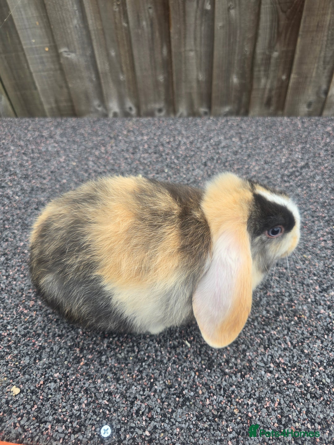 Mini Lop rabbits for sale: Mini lop baby - Image 3