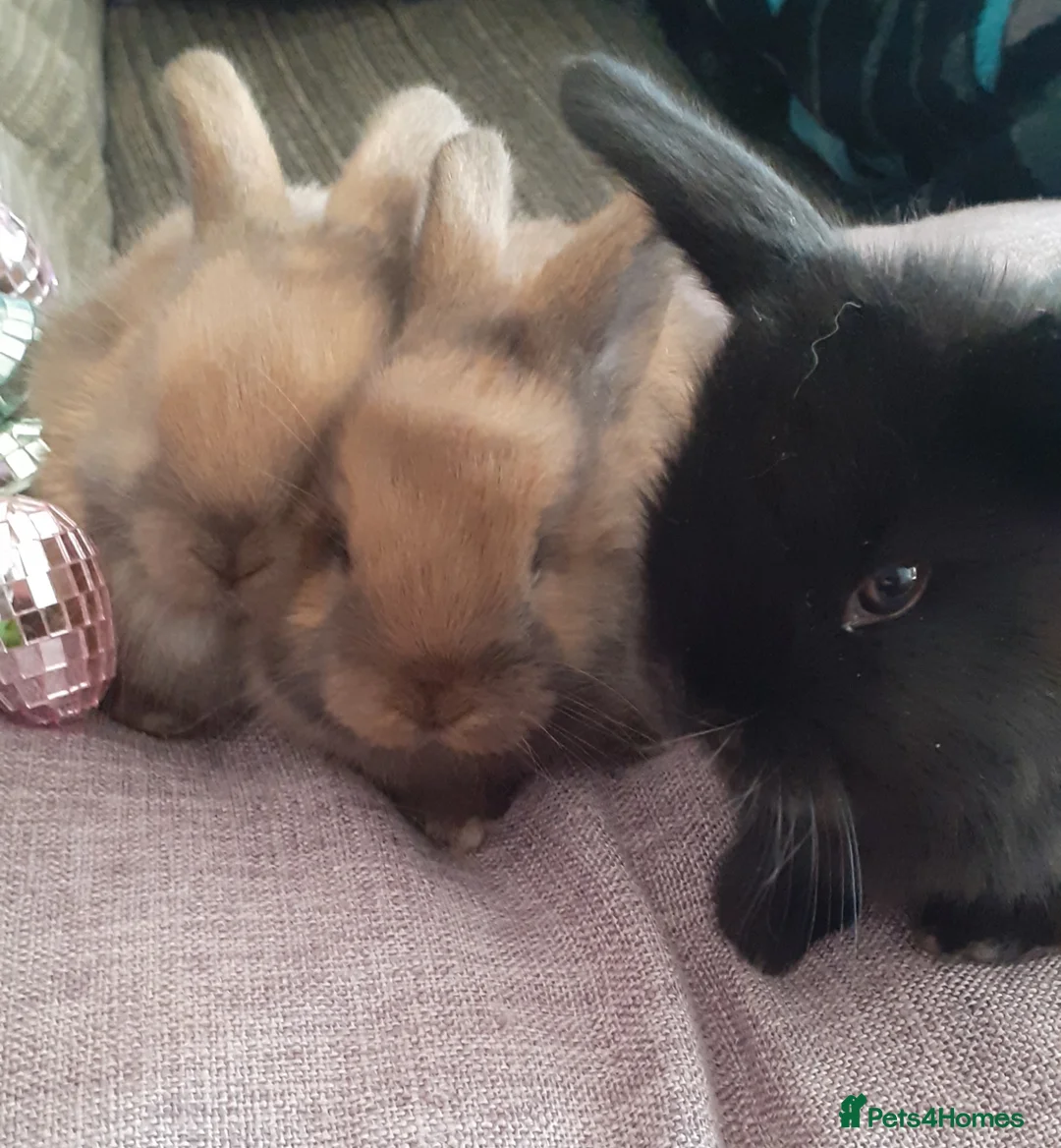 Mini Lop rabbits for sale: X4 pure mini lops in Leyland - Advert 2
