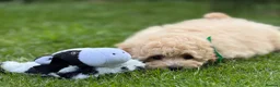 Poochon dogs for sale: Absolutely beautiful poochons ready now  in Chester - Advert 11