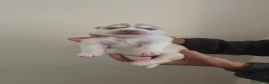 Siberian Husky 4