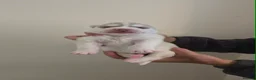 Siberian Husky dogs for sale: 7 Beautiful Siberian Husky puppies (5 available) - Advert 13