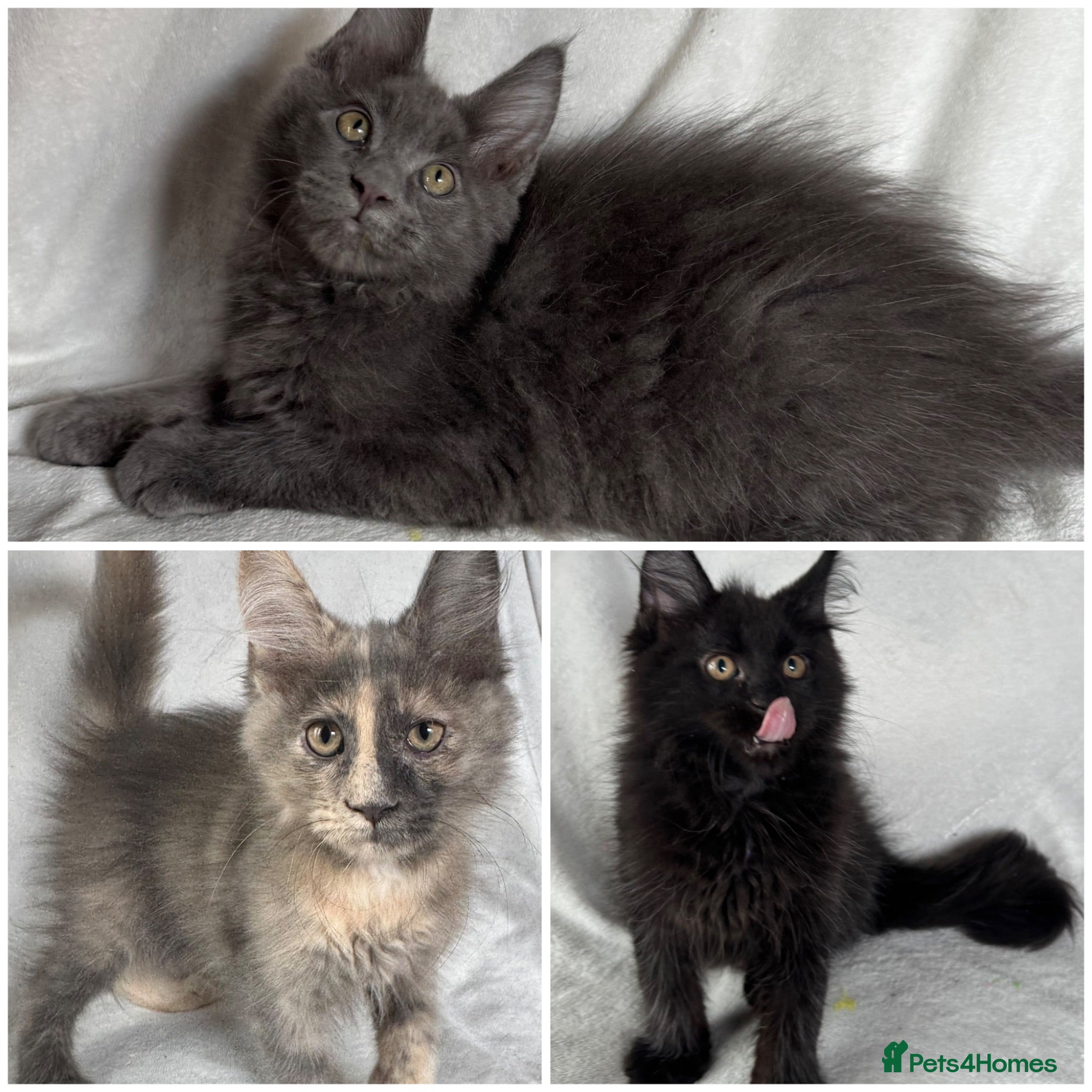 Maine Coon cats Stunning TICA Maine Coon Kittens active possible  - Advert 1