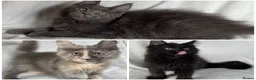 Maine Coon cats for sale: Reduced! TICA Maine Coon Kittens active possible  - Advert 4