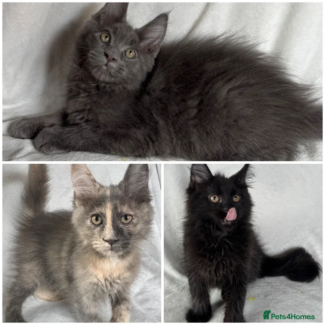 Maine Coon cats for sale: Reduced! TICA Maine Coon Kittens active possible  - Advert 2