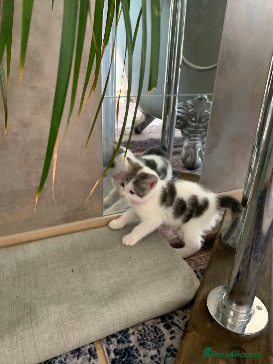 British Shorthair cats for sale: Gorgeous Kittens  - Image 22
