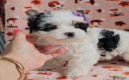 Yorkshire Terrier dogs for sale: Adorable Colourful yorkies 3 LEFT - Image 4