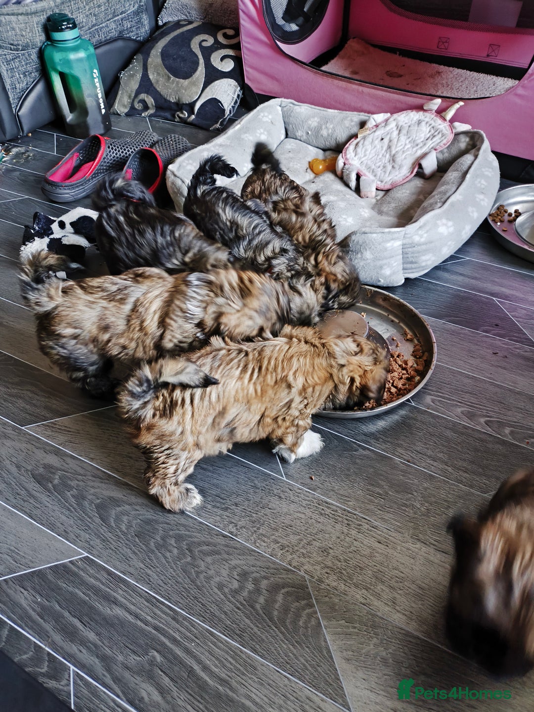 Lhasa Apso dogs for sale: Lhasa apso puppies 4 girls 💗2 boys 🩵 - Image 9