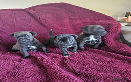 Patterjack dogs for sale: Patterjack Pups - Image 9