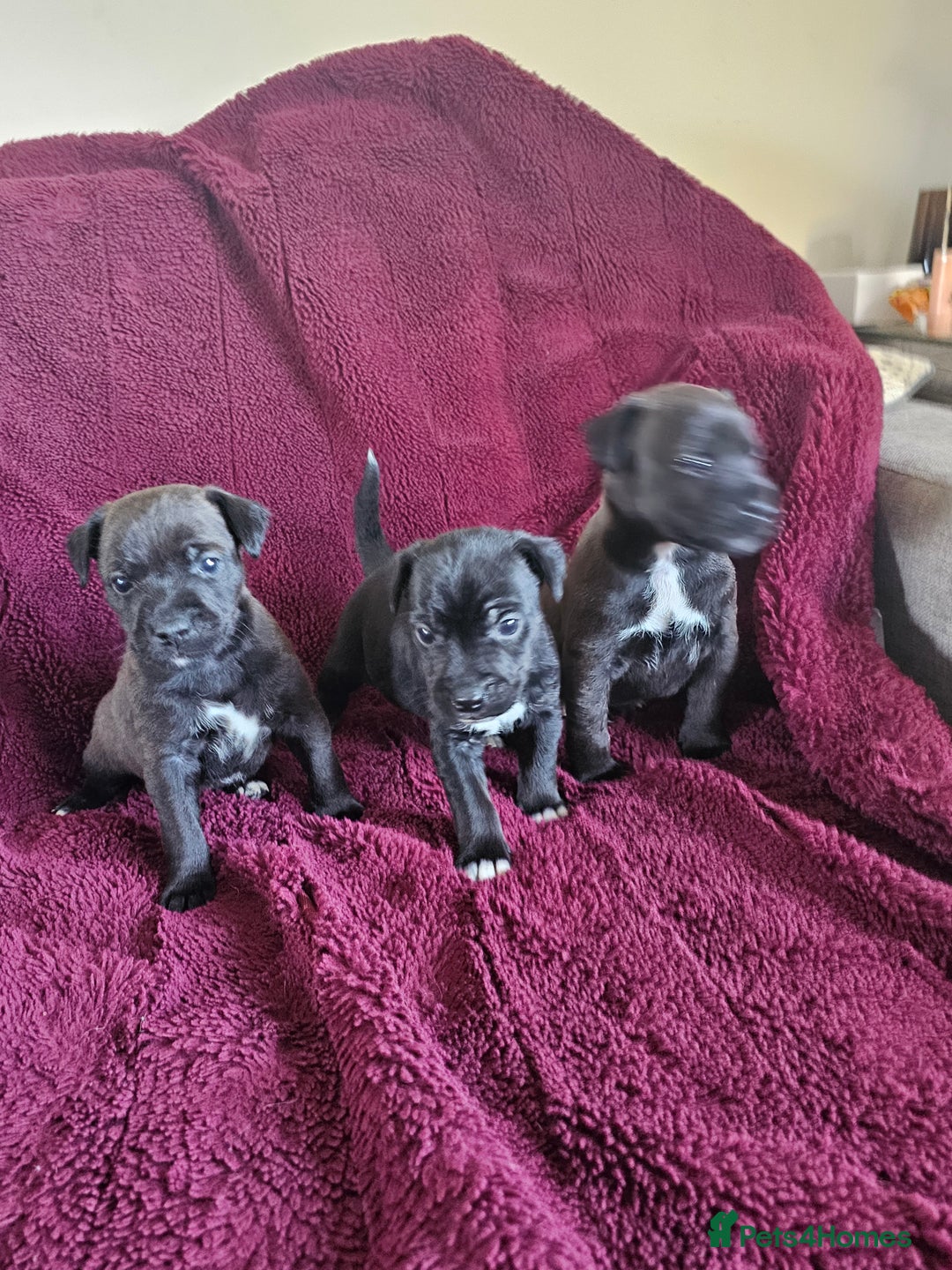 Patterjack dogs for sale: Patterjack Pups - Image 9