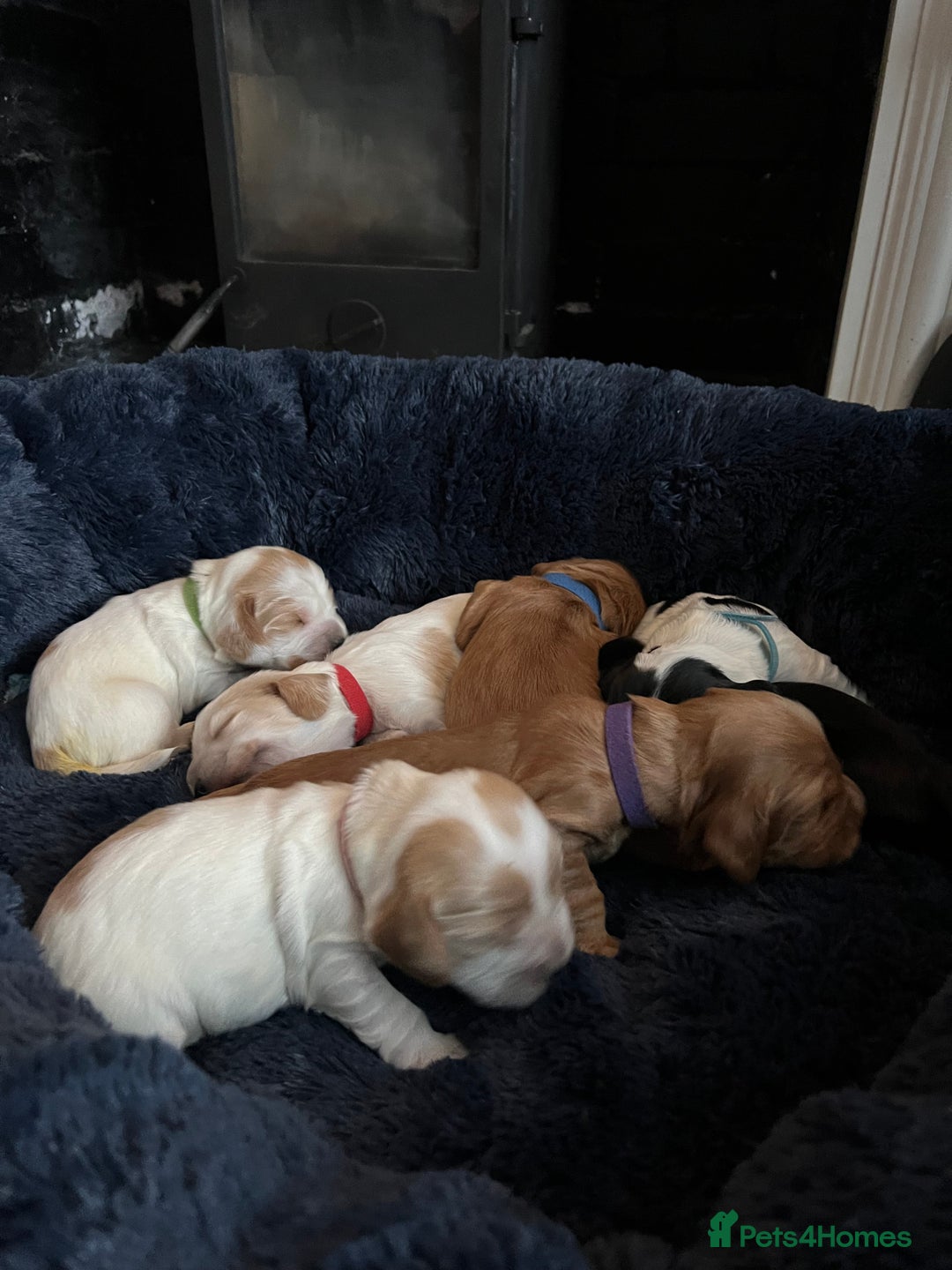 Cocker Spaniel dogs for sale: Show Cocker Spaniel Puppies - Advert 2