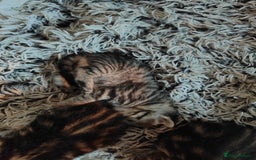 Savannah cats for sale: Savannah x Maine coon - Image 6