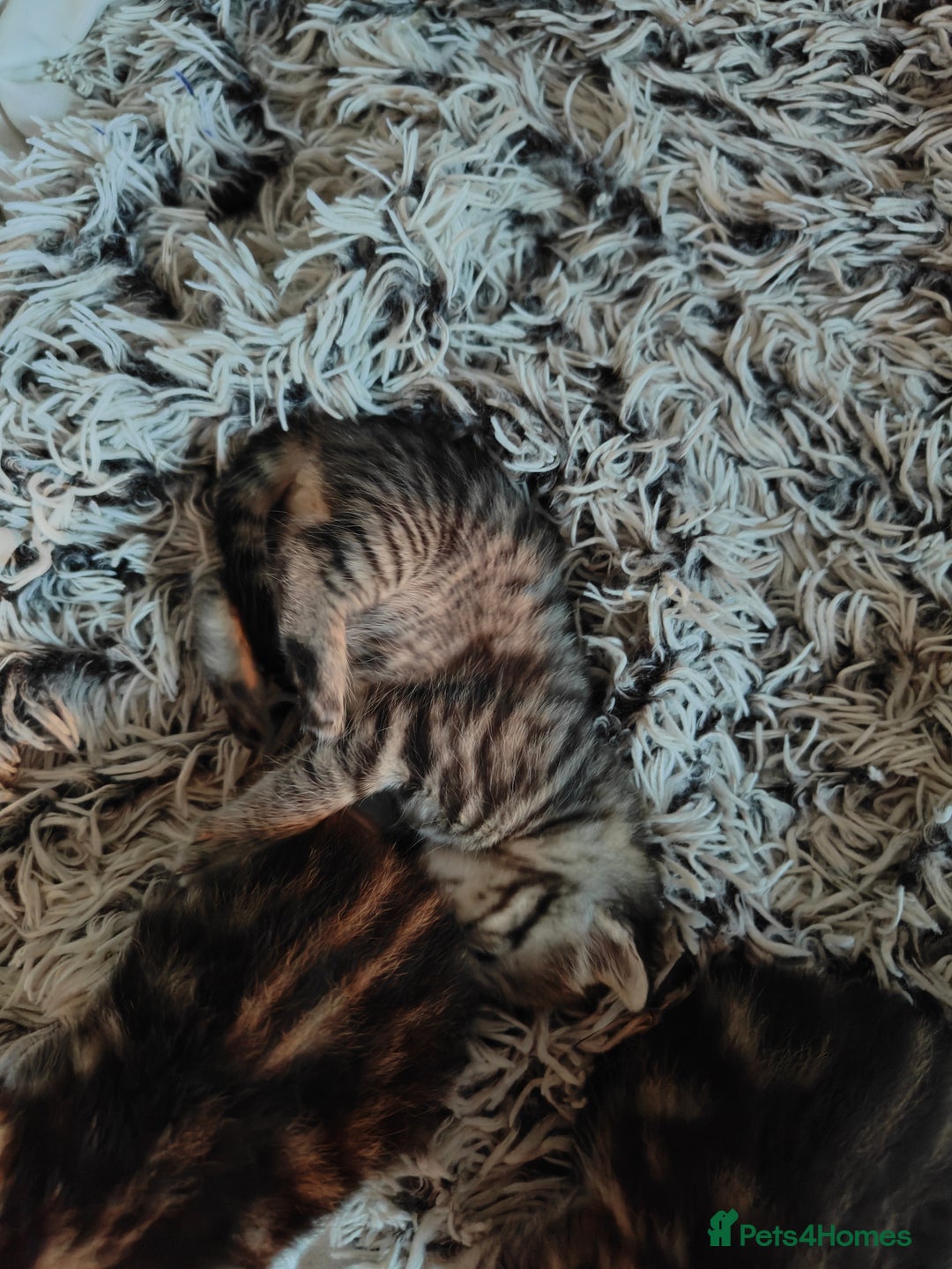 Savannah cats for sale: Savannah x Maine coon - Image 6