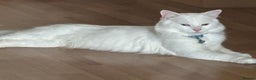 Turkish Angora cats for sale: Turkish angora male cat pure white - Advert 1