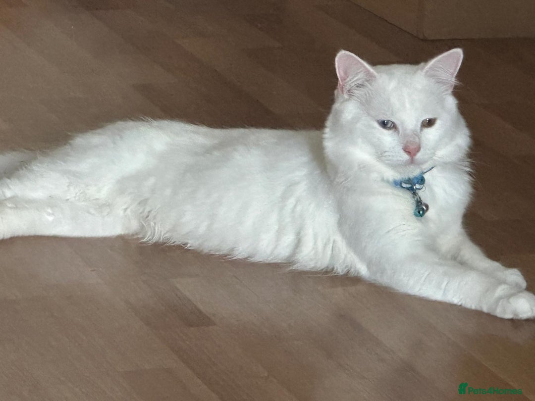 Turkish Angora cats for sale: Turkish angora male cat pure white - Advert 1