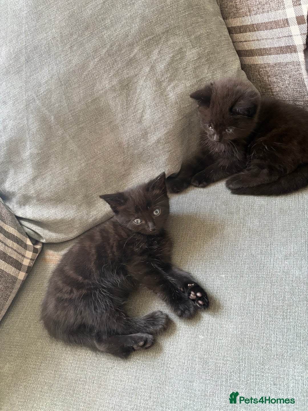 Domestic Shorthair cats for sale: 3 beautiful kittens  - Image 4