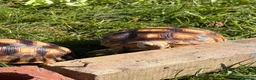 Tortoise reptiles for sale: 2 Sulcata Tortoises for sale  - Advert 2