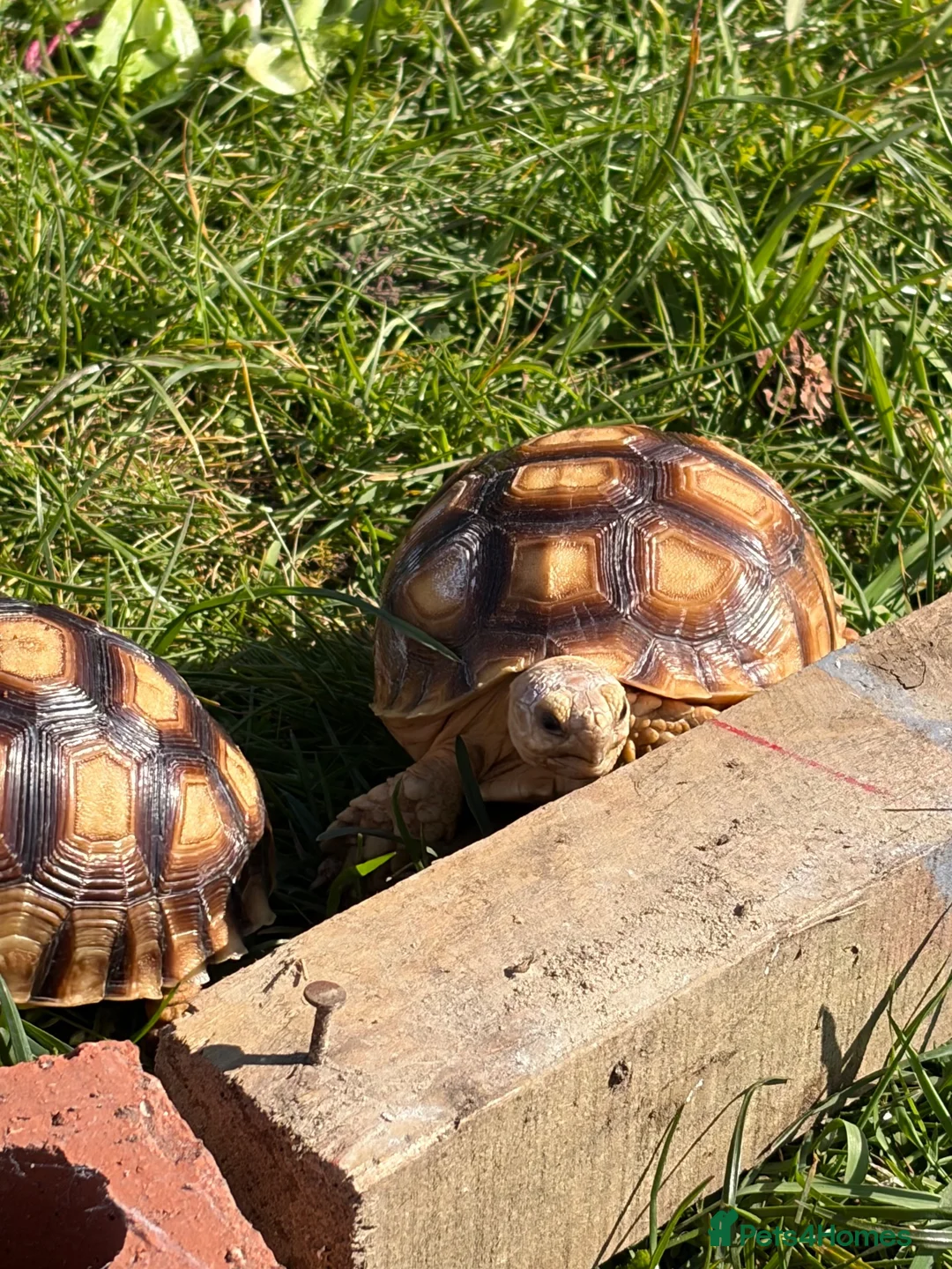 Tortoise reptiles for sale: 2 Sulcata Tortoises for sale  - Advert 2